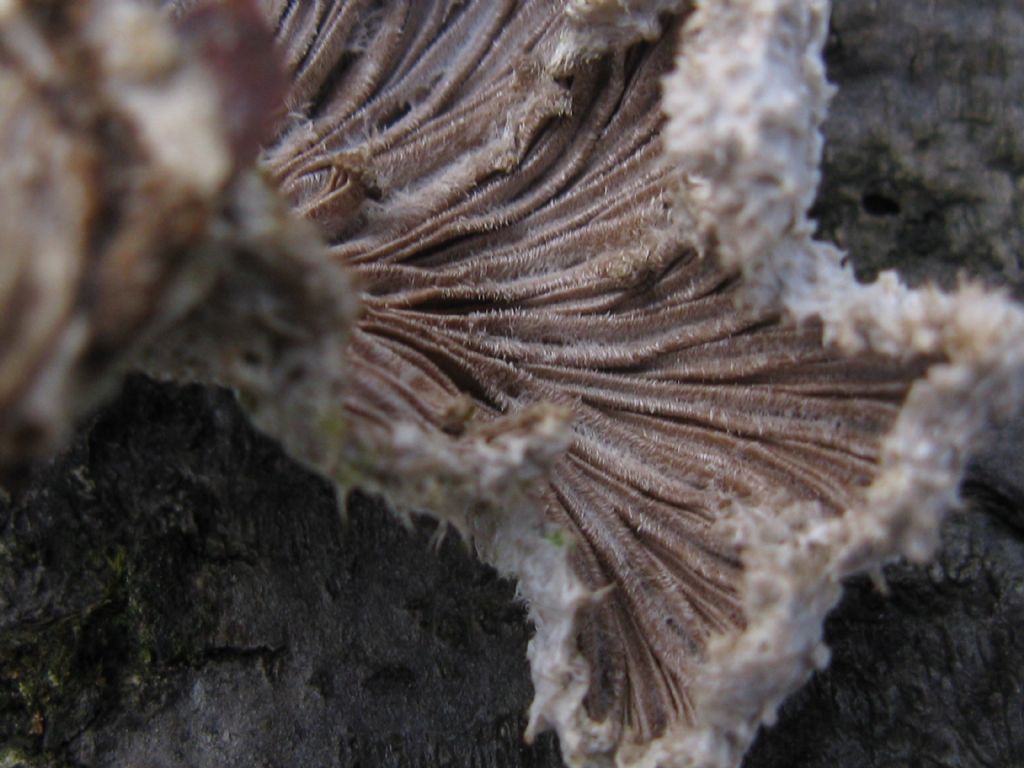 Funghi nel Parco di Monza 9