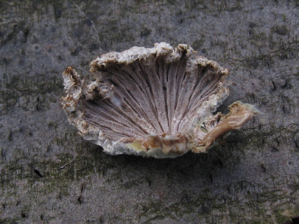 Funghi nel Parco di Monza 9