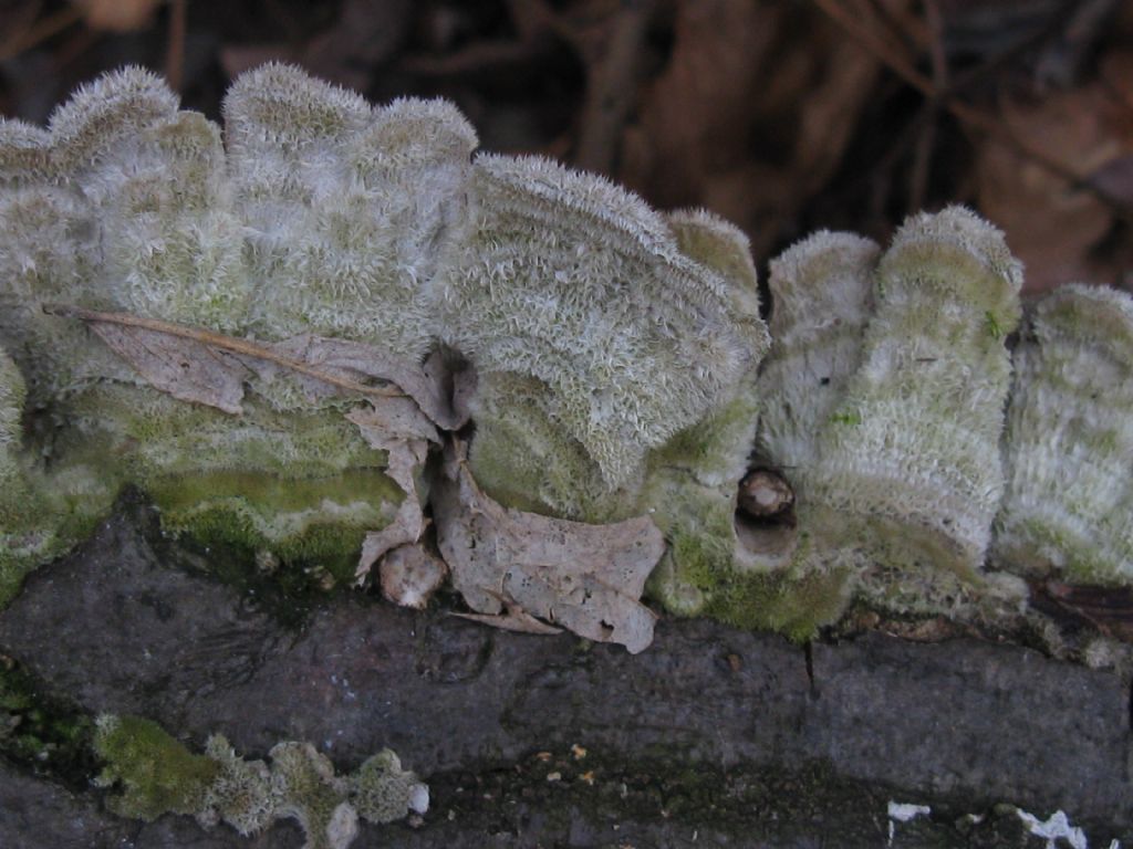Funghi nel Parco di Monza 10