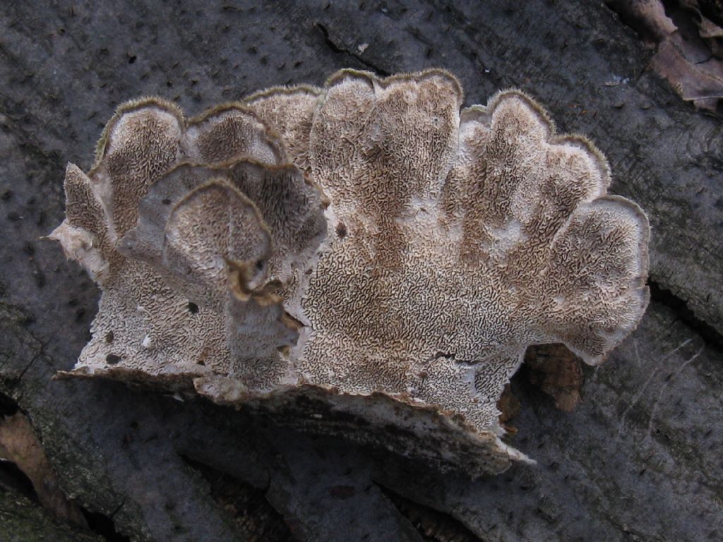 Funghi nel Parco di Monza 10