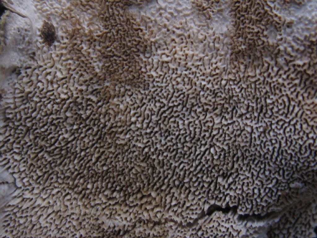 Funghi nel Parco di Monza 10