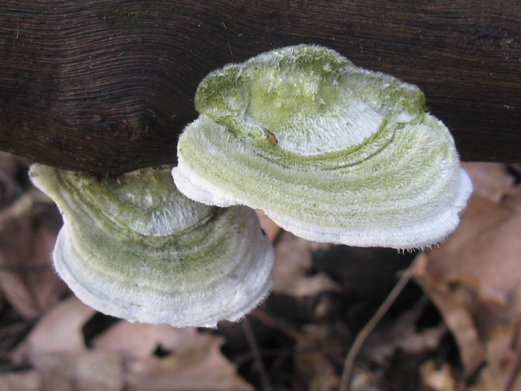 Funghi nel Parco di Monza 11