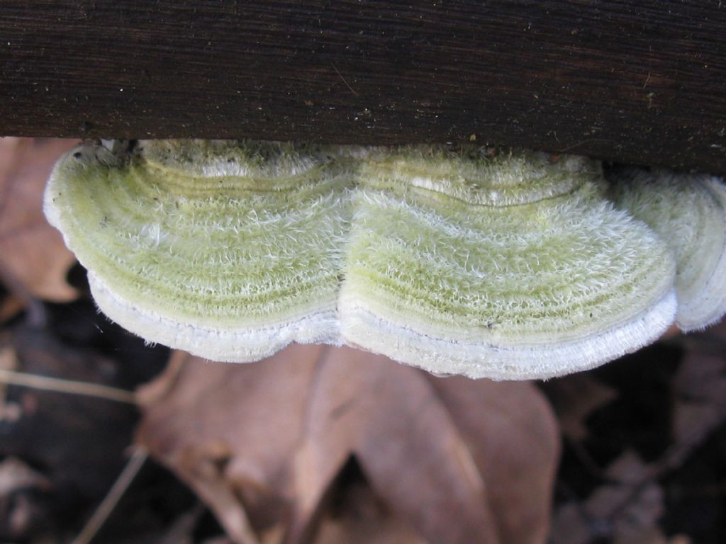 Funghi nel Parco di Monza 11