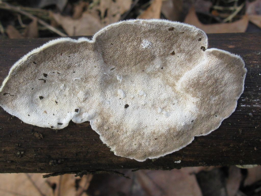 Funghi nel Parco di Monza 11