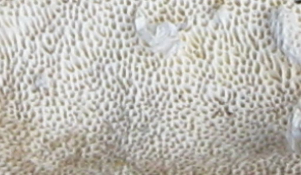 Funghi nel Parco di Monza 11