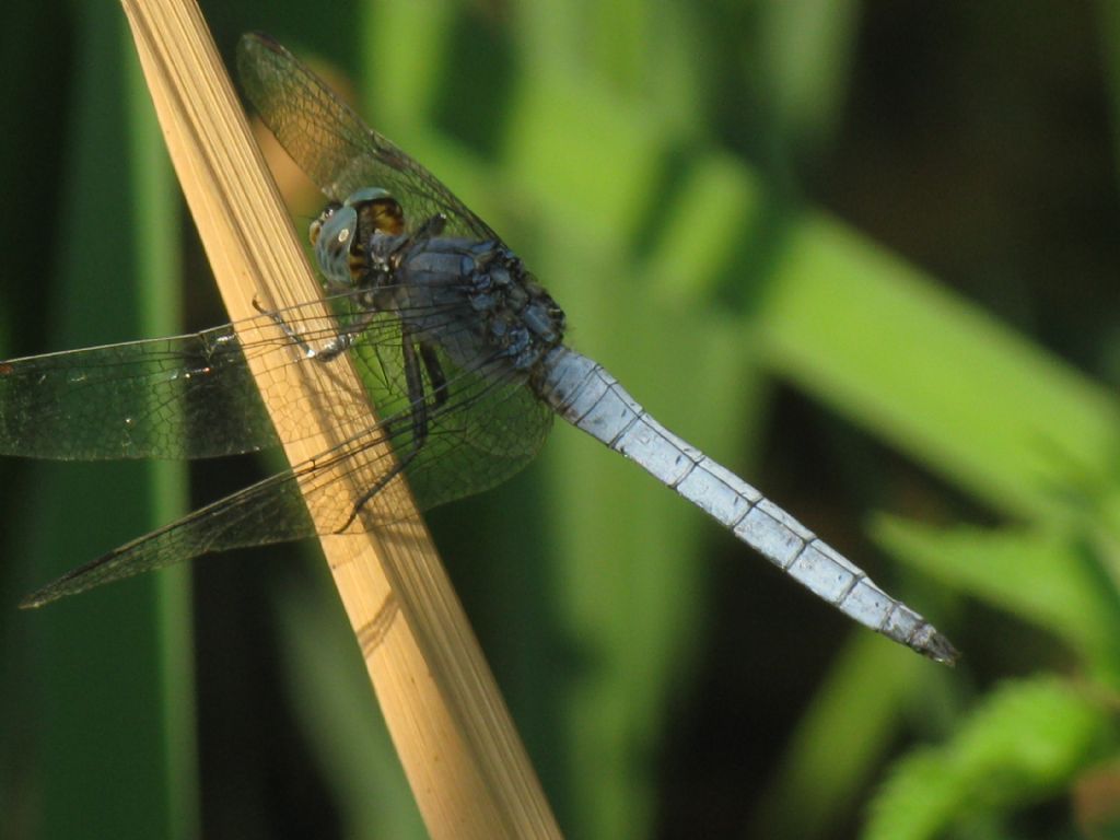 Orthetrum coerulescens