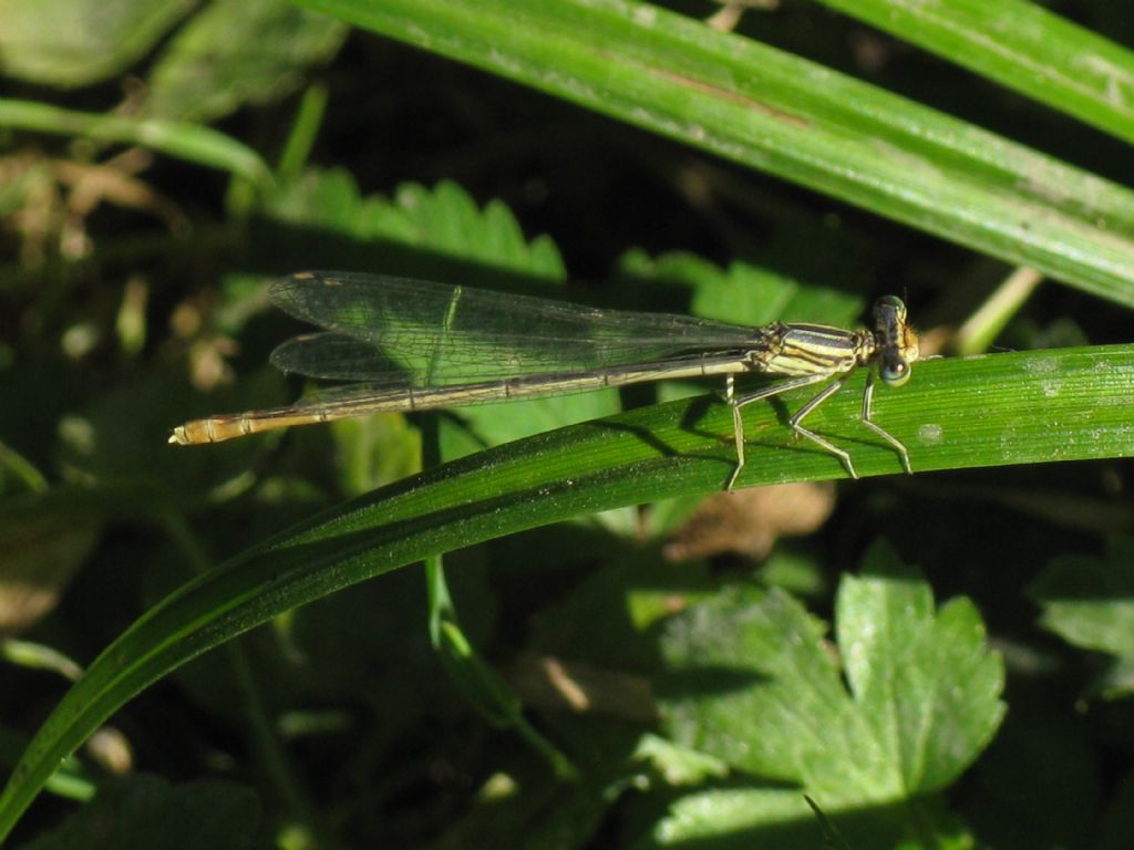 Platycnemis pennipes,maschio immaturo? no, femmina matura