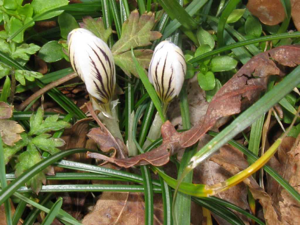 Crocus biflorus o albiflorus ? Crocus biflorus