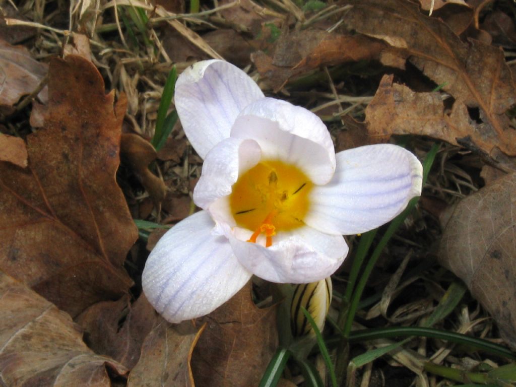 Crocus biflorus o albiflorus ? Crocus biflorus