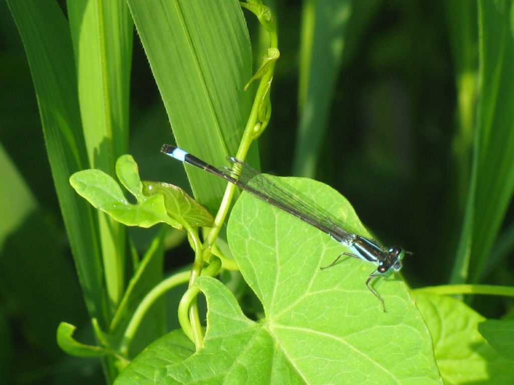 Ischnura elegans maschio?  S !