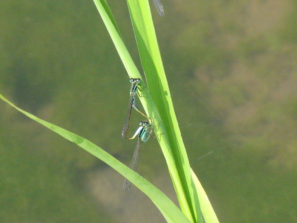 Accoppiamento di Ischnura elegans, femmina androcroma (forma A)