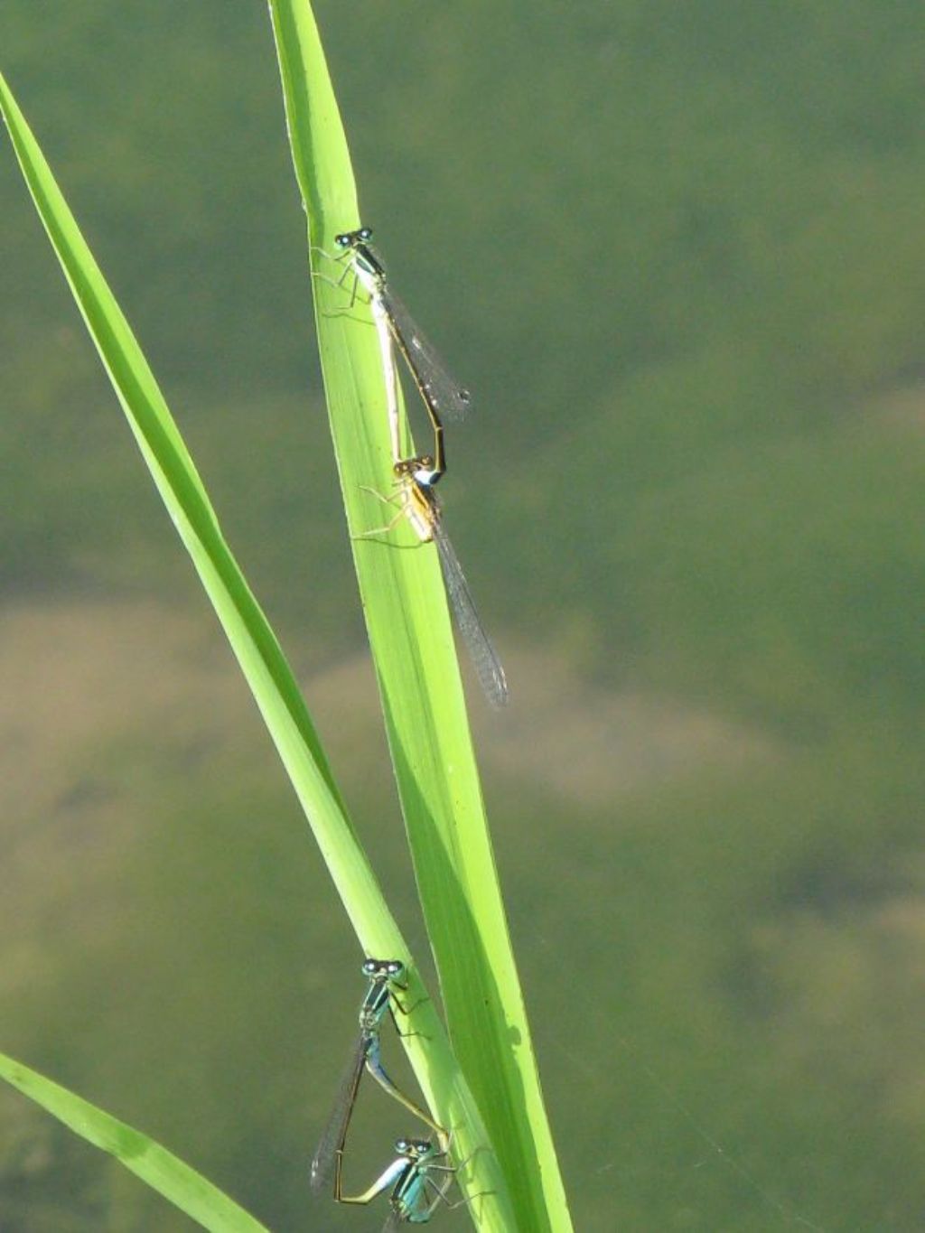 Coppie di Ischnura elegans con femmine della forma A (androcroma) e B (autocroma)