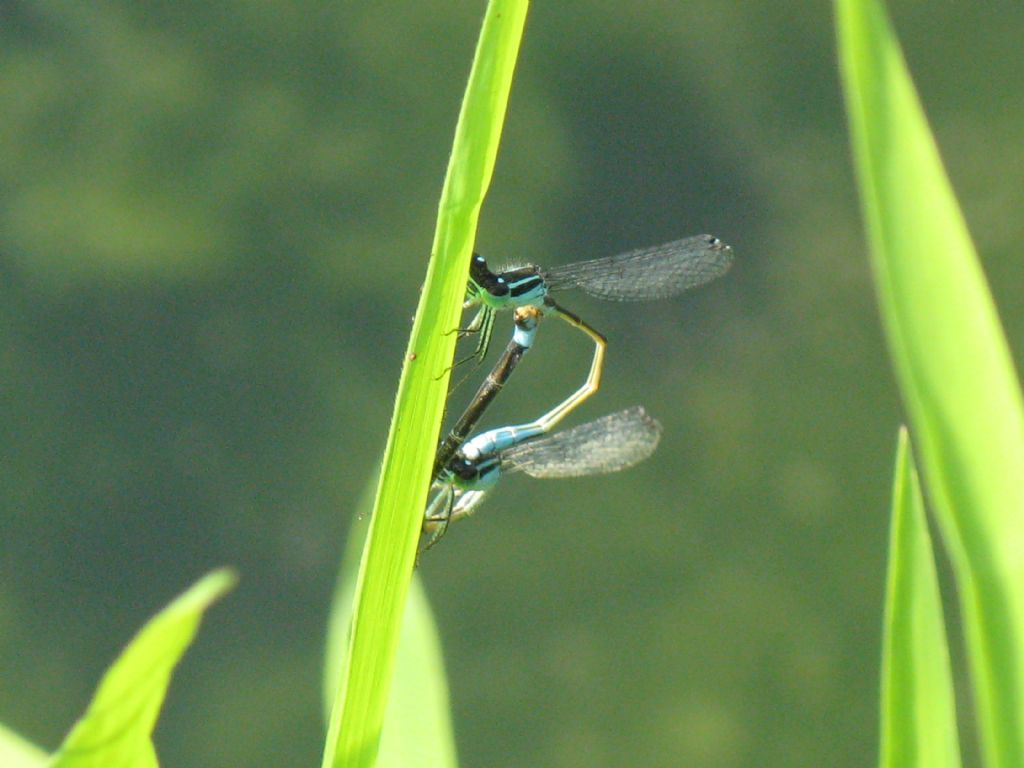 Accoppiamento di Ischnura elegans, femmina forma A (androcroma)