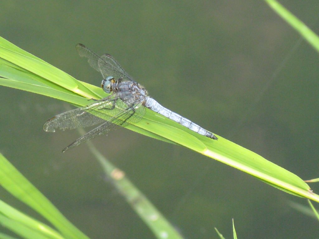 Orthetrum coerulescens