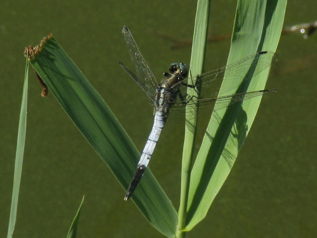 Orthetrum albistylum