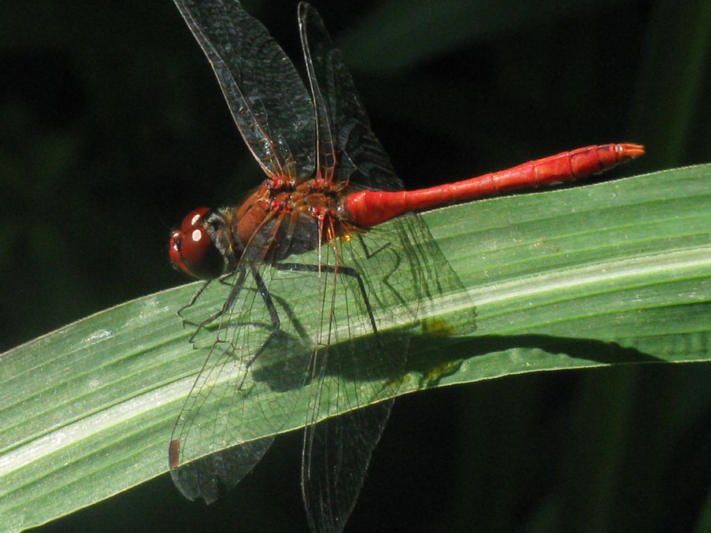 Sympetrum sanguineum