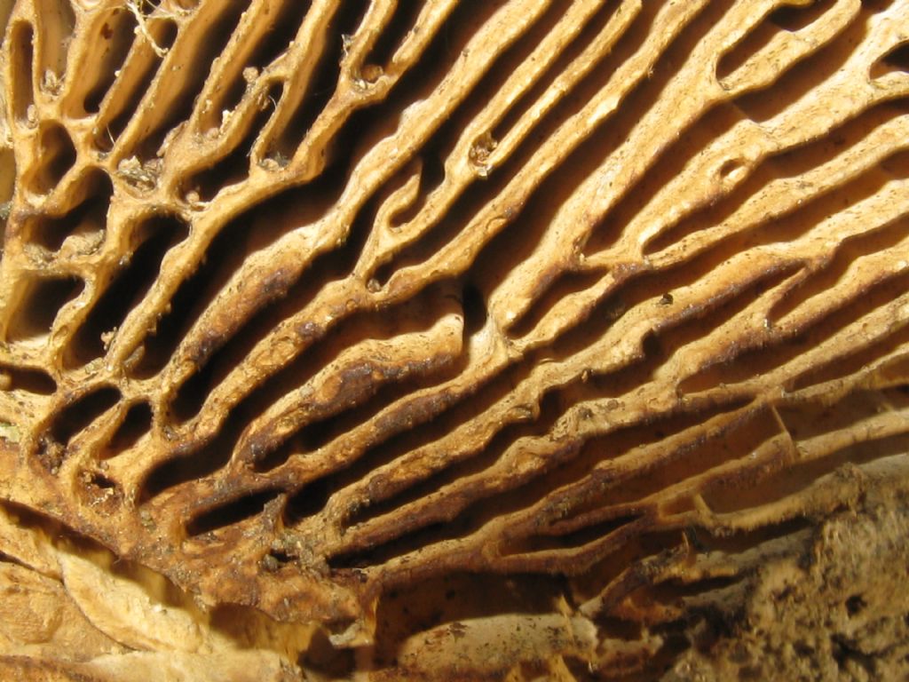 Fungo lignicolo 2