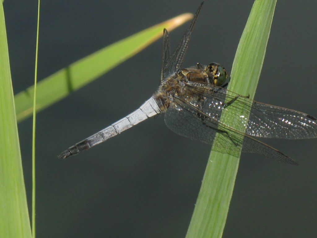 Orthetrum cancellatum?  S,