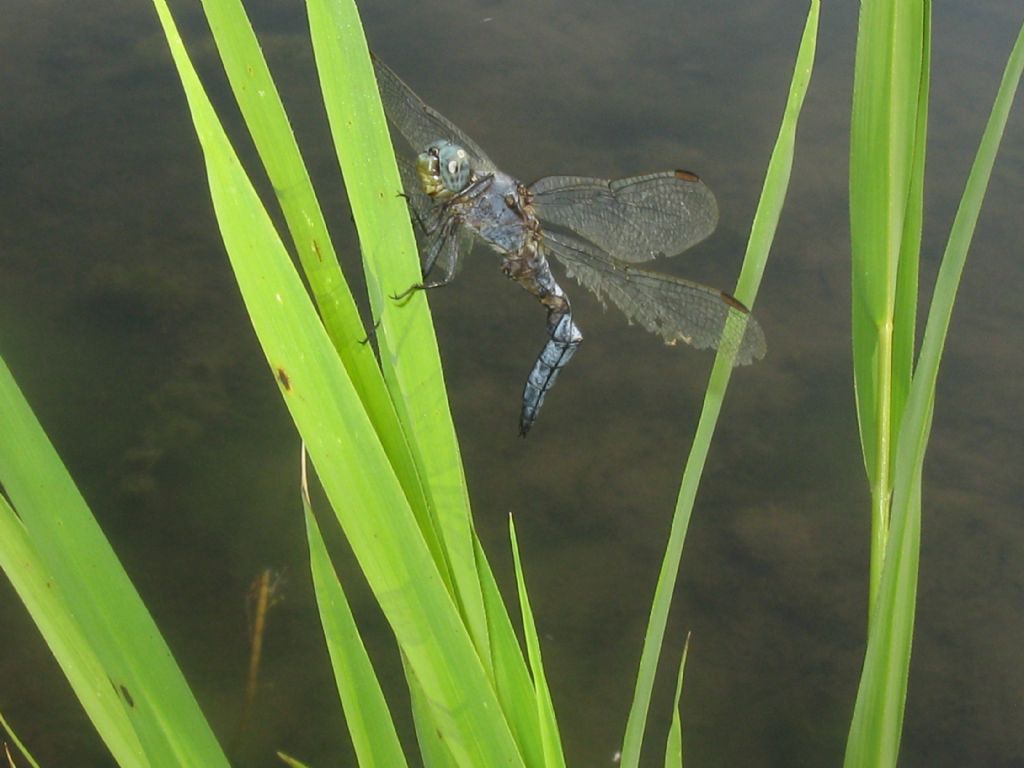 Orthetrum coerulescens?...tamponato...  S, maschio