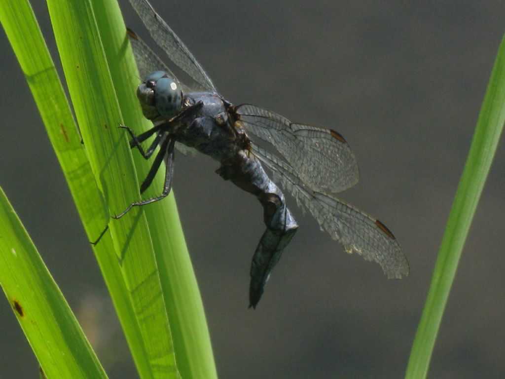 Orthetrum coerulescens?...tamponato...  S, maschio