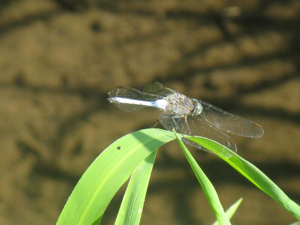 Orthetrum coerulescens mentre defeca?  S, maschio