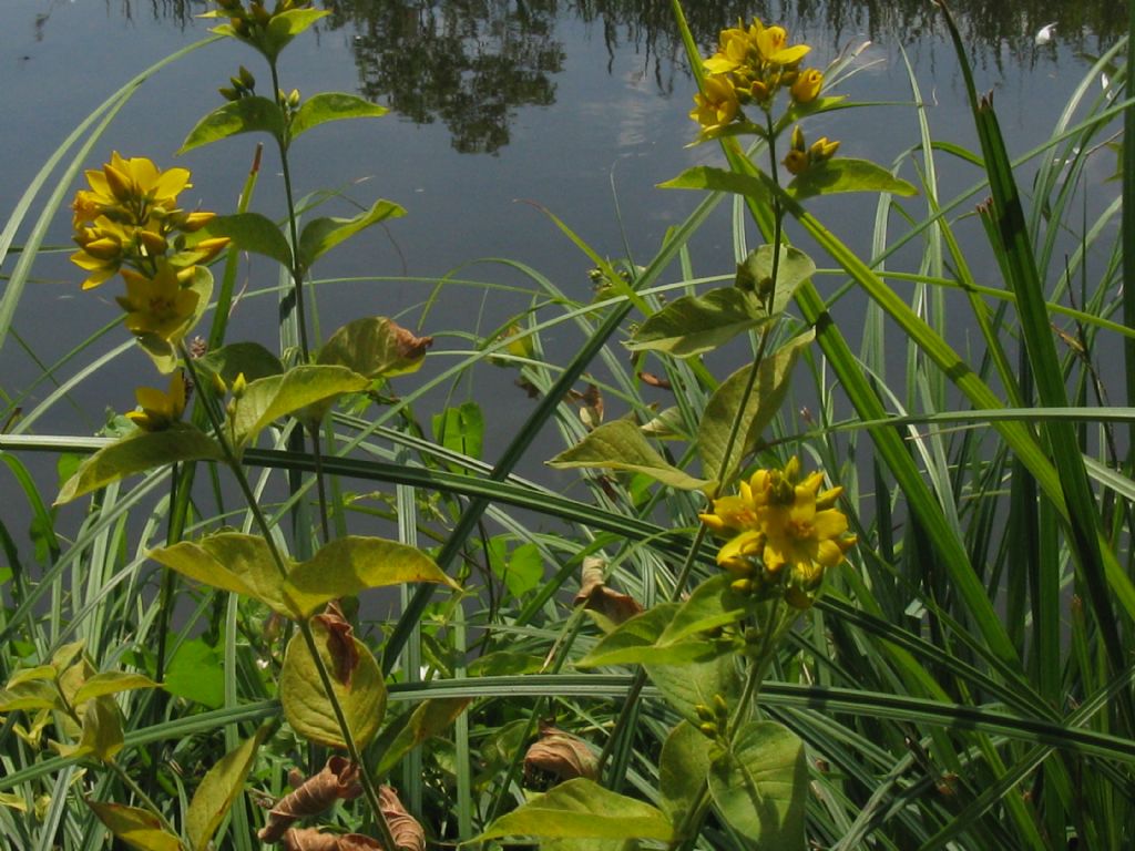 Lysimachia vulgaris