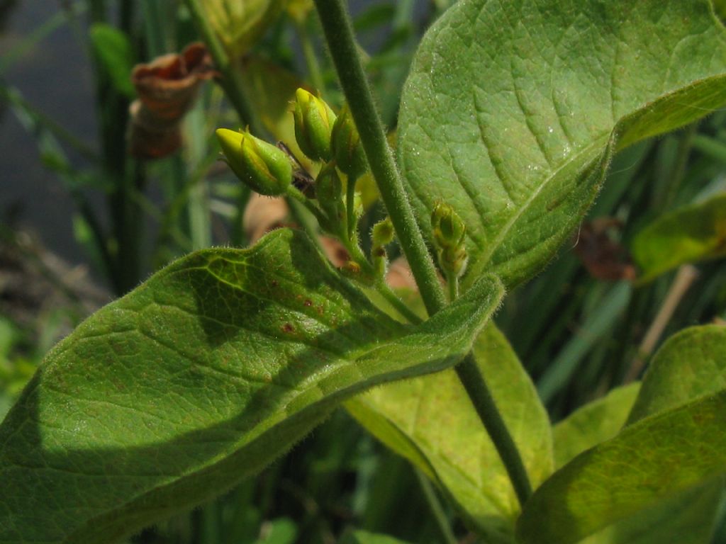 Lysimachia vulgaris