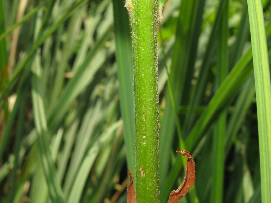 Lysimachia vulgaris