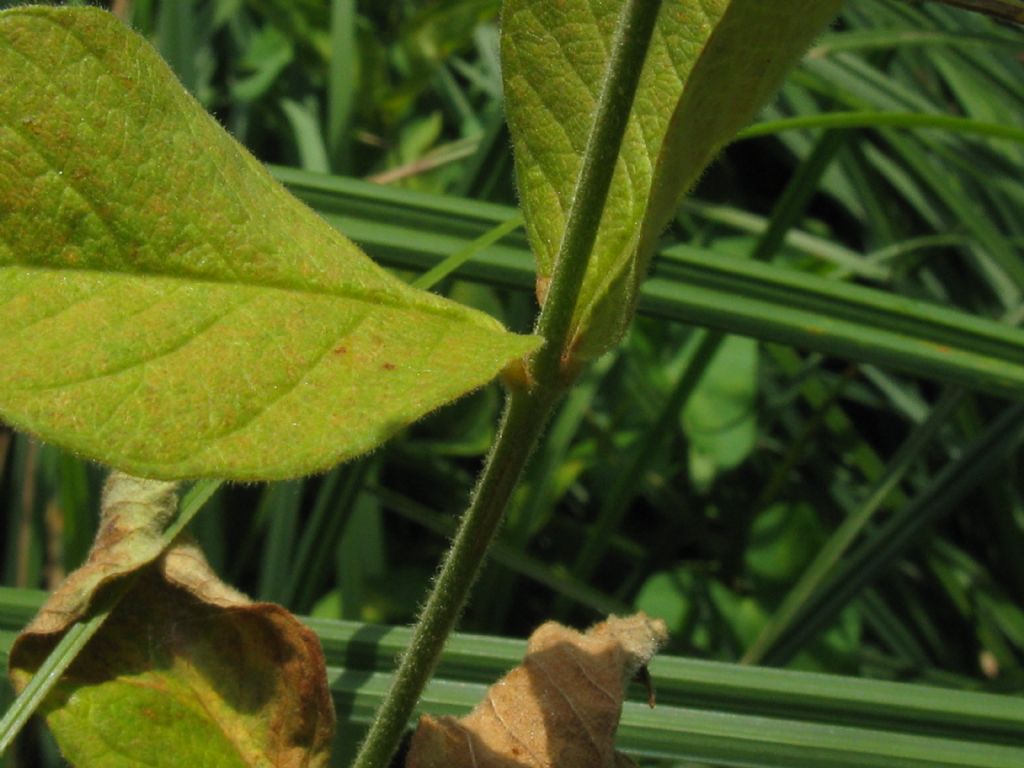 Lysimachia vulgaris