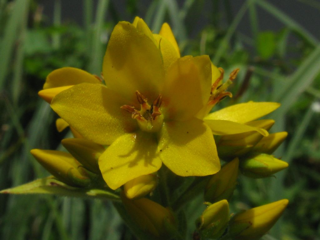 Lysimachia vulgaris