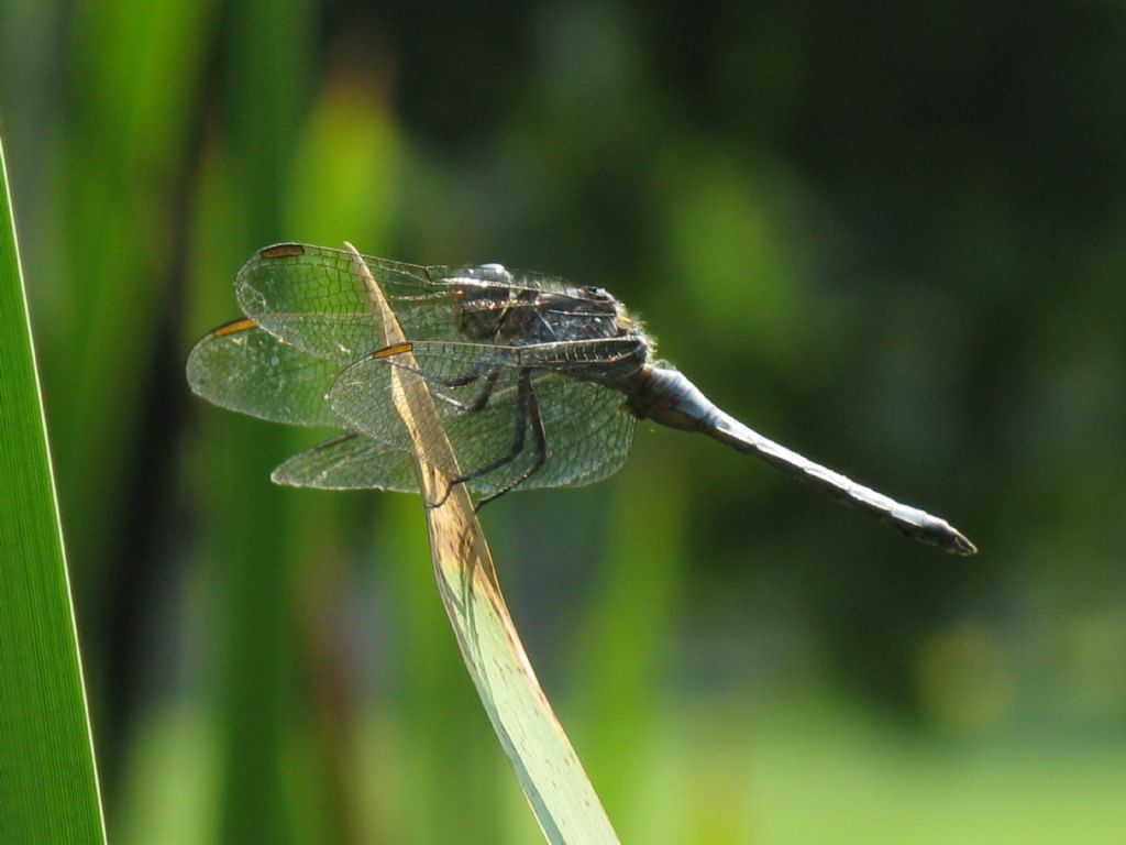 Orthetrum brunneum? no, coerulescens