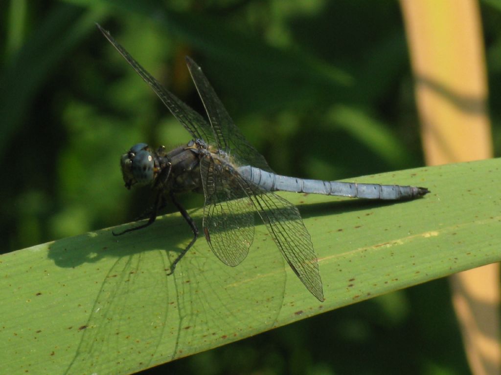 Orthetrum...? coerulescens
