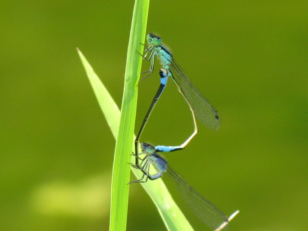 Coppia di Ischnura elegans con femmina della  forma violacea