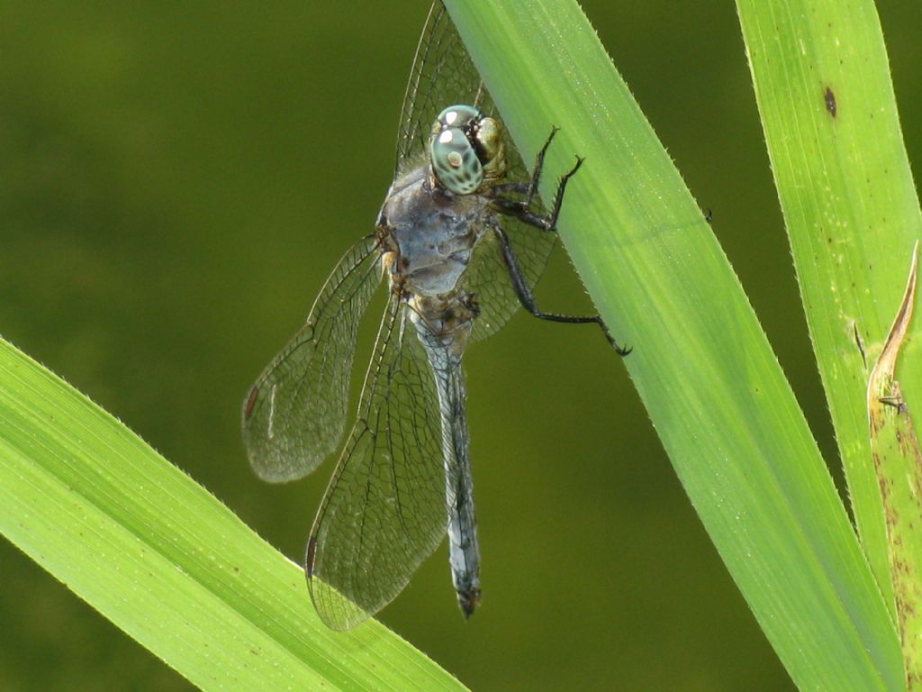 Orthetrum coerulescens? no, brunneum