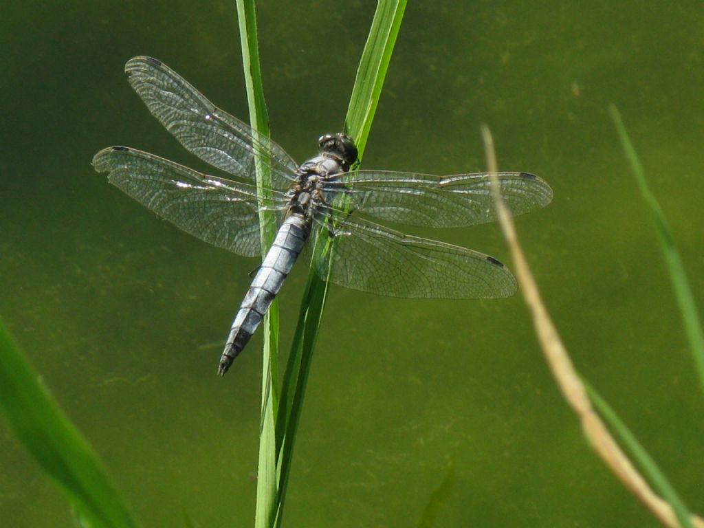 Orthetrum cancellatum
