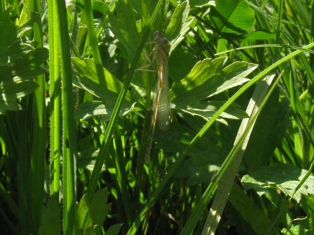 Platycnemis pennipes,maschio immaturo