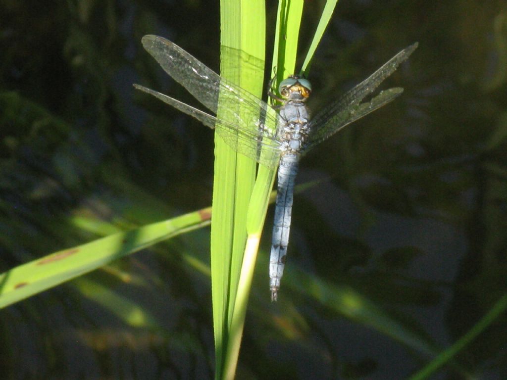 Orthetrum coerulescens deteriorato? no, O. brunneum deteriorato