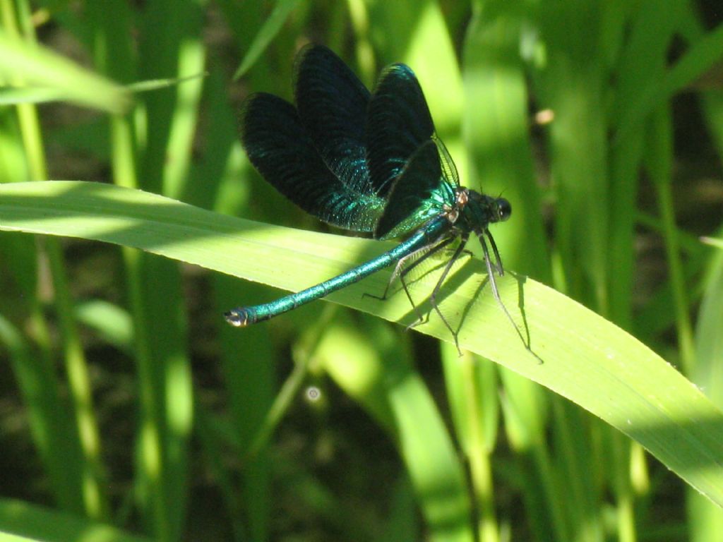 Calopteryx splendens