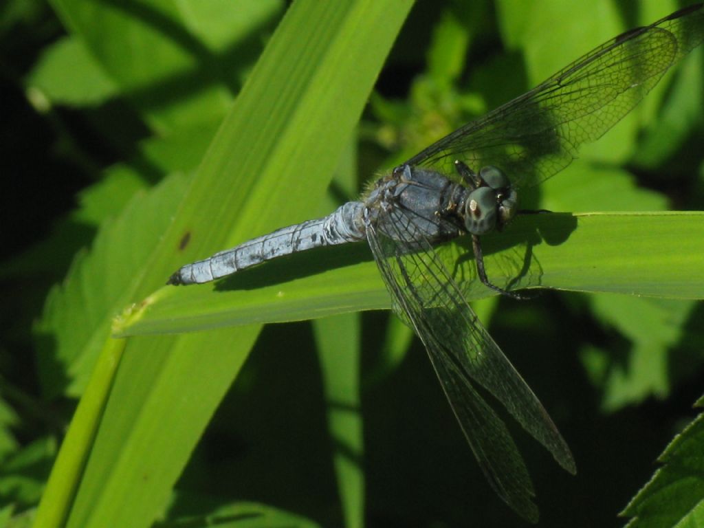 Orthetrum coerulescens