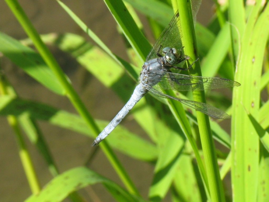 Orthetrum coerulescens