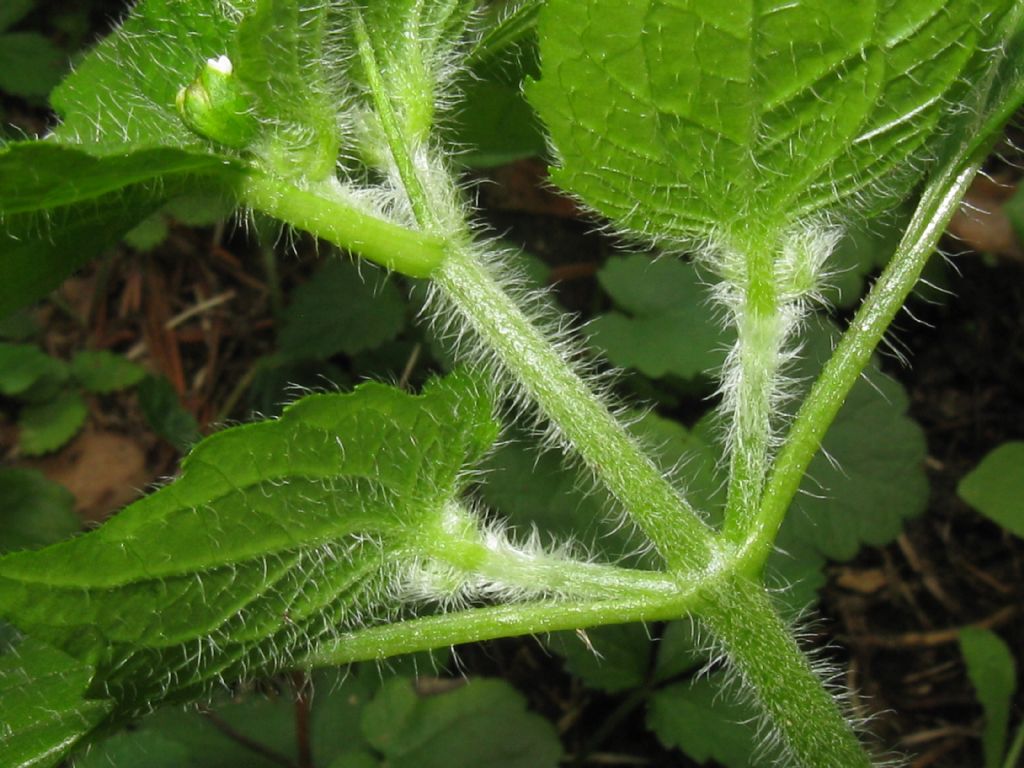 Che pianta ?  Fam. Lamiaceae