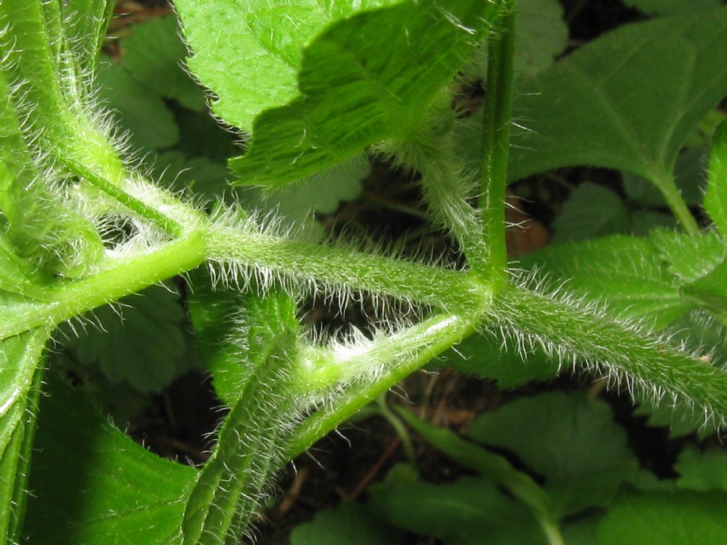 Che pianta ?  Fam. Lamiaceae