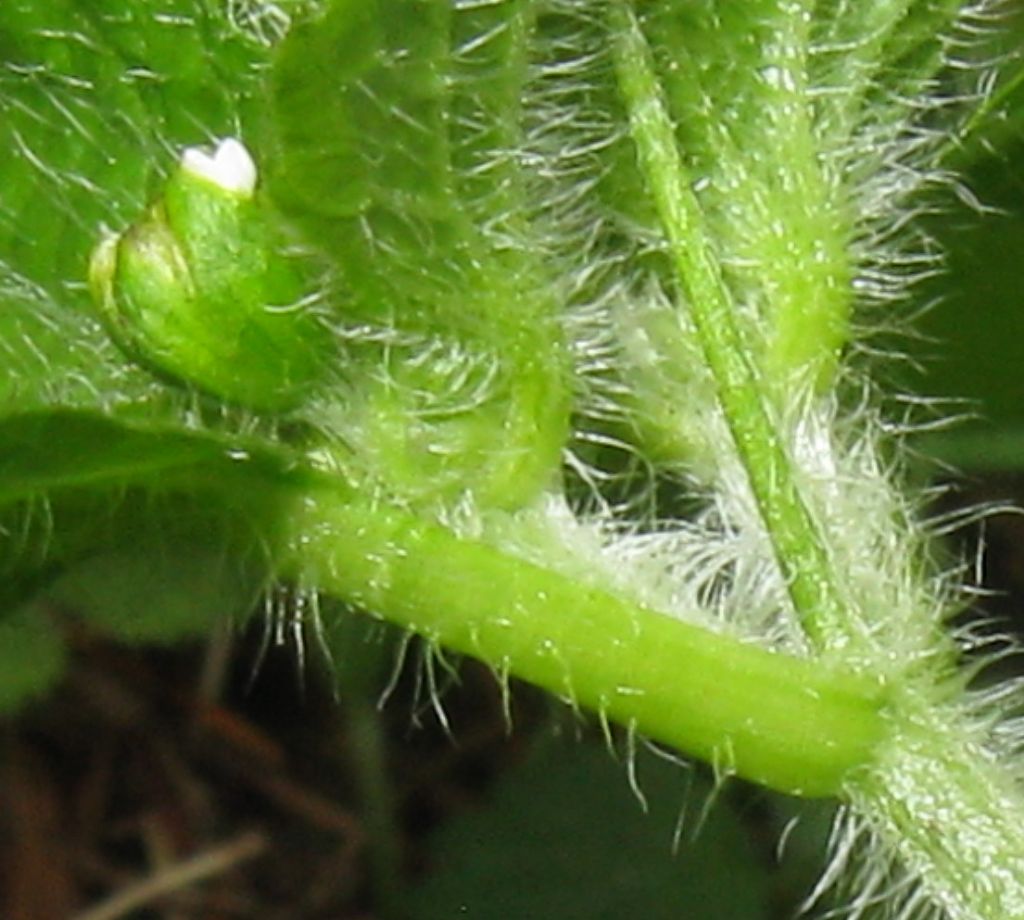 Che pianta ?  Fam. Lamiaceae