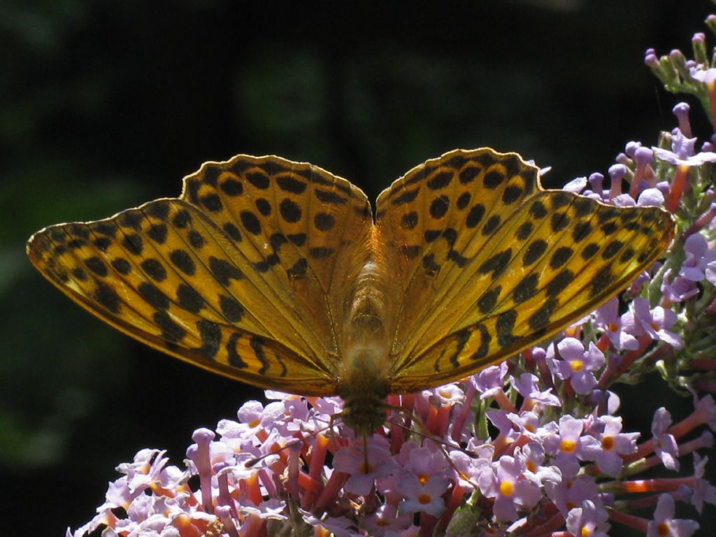 Argynnis paphia femmine? Sì !