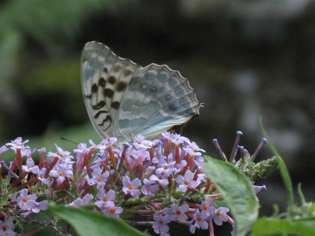 Argynnis paphia forma valesina: rovescio delle due ali di sx