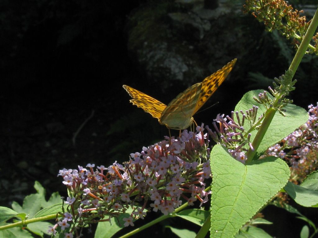 Argynnis paphia femmine? Sì !
