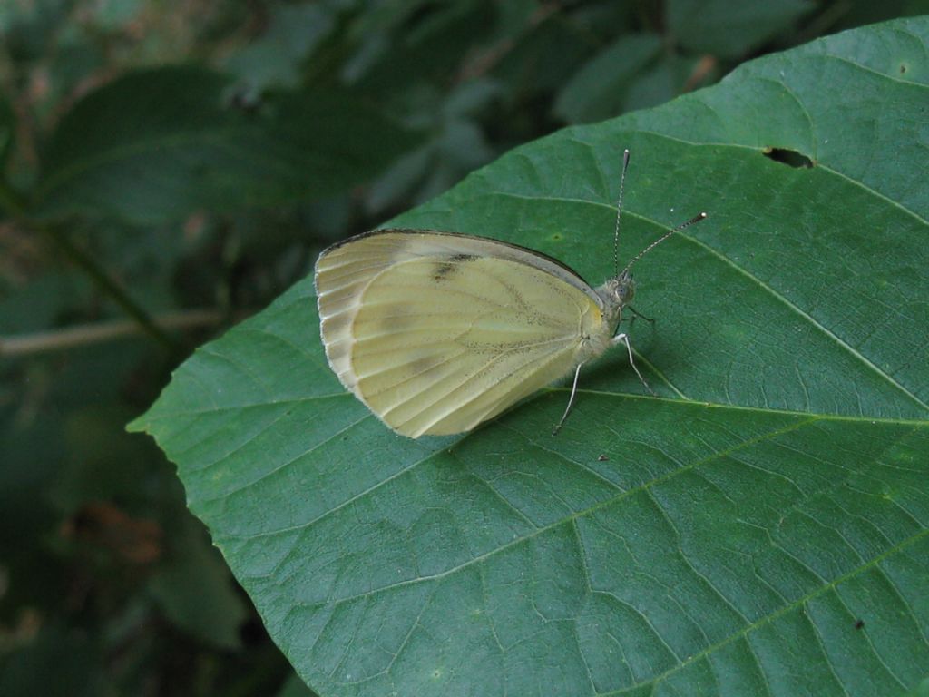 Pieris...?... napi !