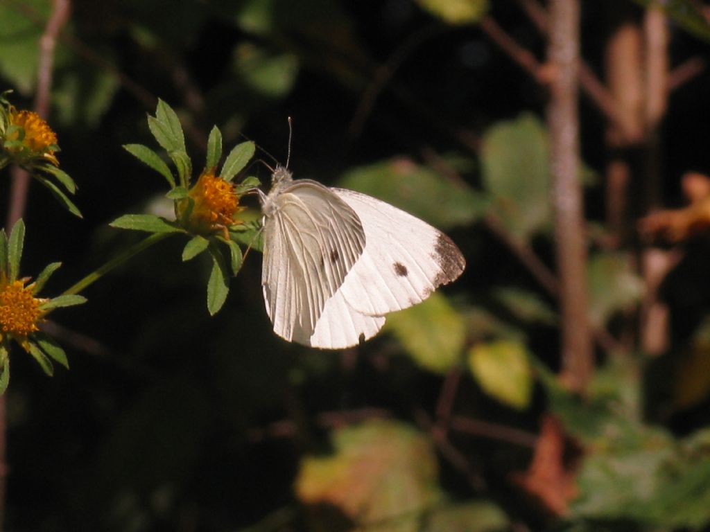 Pieris napi maschi?  S !