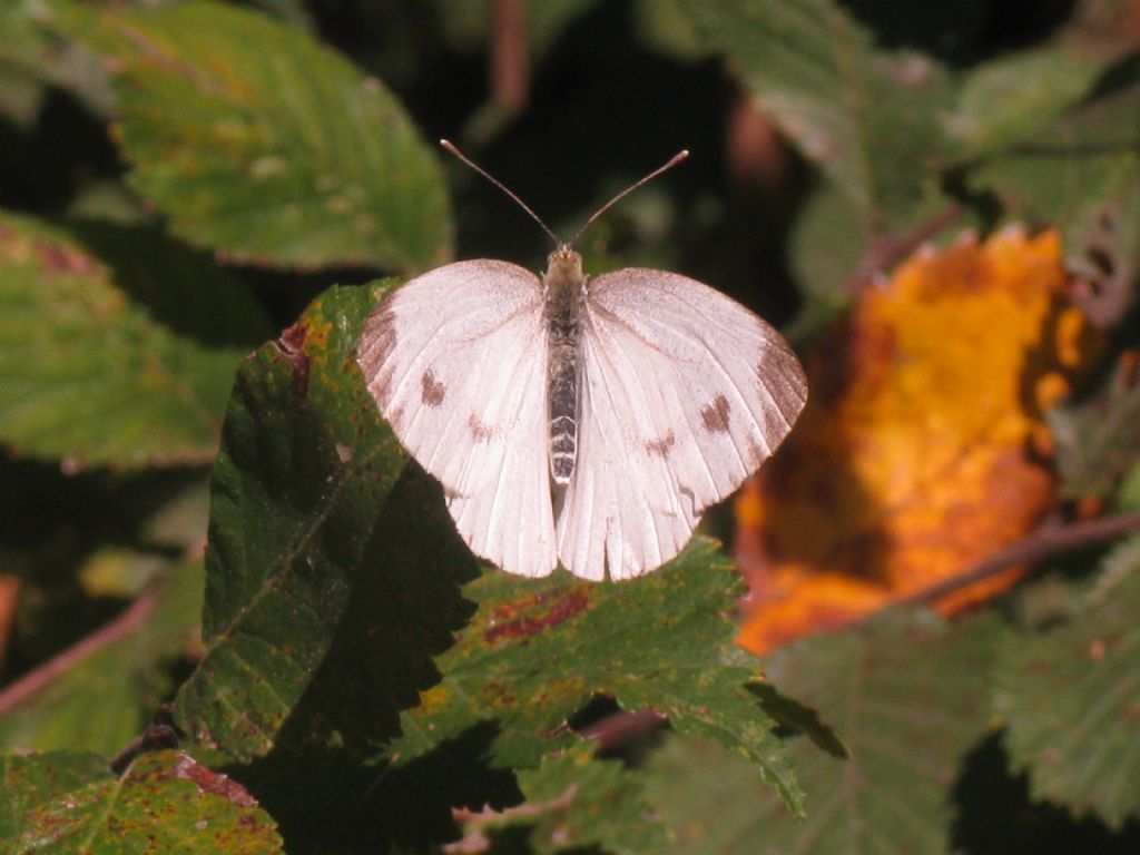 Pieris napi femmina?  S !