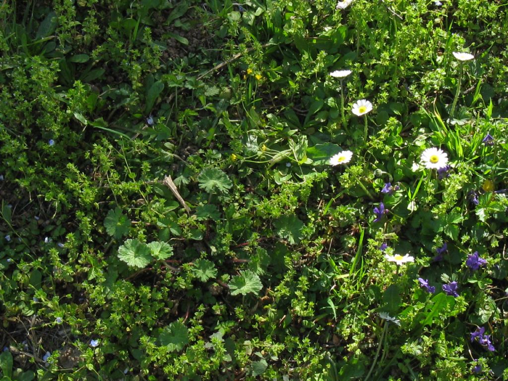 Crepis sancta subsp. nemausensis (Asteraceae)